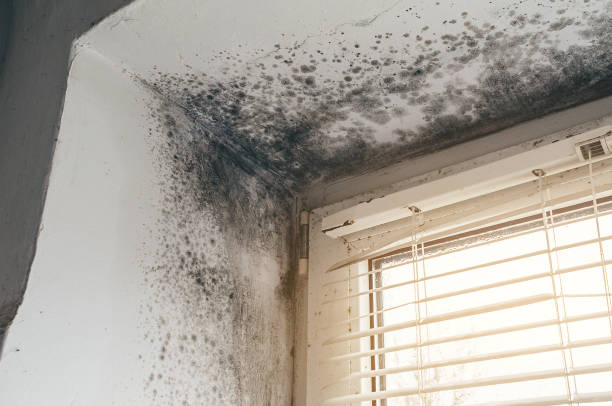 Trusted Attic Mold Removal service in McHenry, MD - Cheap Mold Removal
